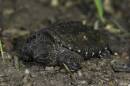 A dark green common snapping turtle hatchling sits in a muddy spot. L