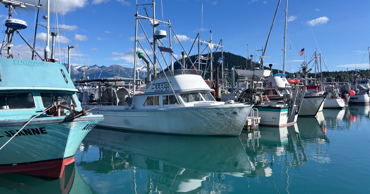 Haines fisherman say the salmon runs aren’t great this year, but the prices are