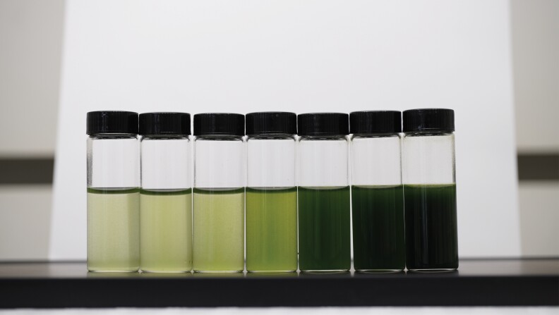 Algal culture with different cell density, varying from light green to dark green and black.