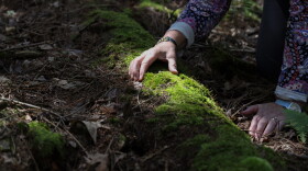 Judy Dobles touches moss growing on a log from an old log structure near a trail at Cummings Nature Center in Naples, N.Y., near where she collected the moss that led to the discovery of a new species of tardigrade. Dobles, a citizen scientist and longtime volunteer at the nature center, discovered the microscopic animal, later named Misocrista ojagwaji, while examining the moss under a microscope. Tardigrades, also known as water bears or moss piglets, are microscopic, eight-legged animals known for their ability to survive extreme environmental conditions.