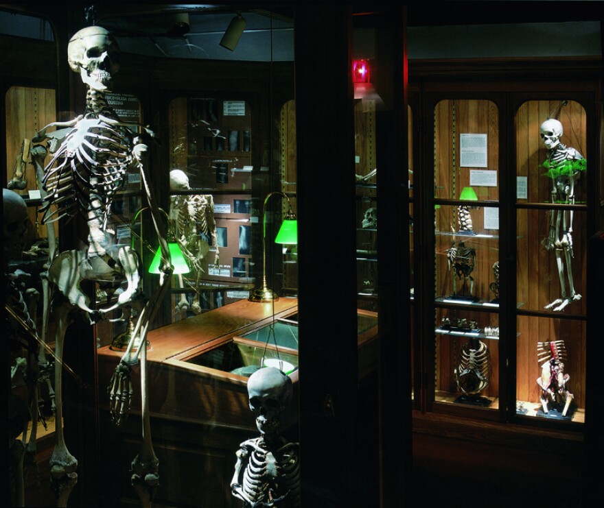 The bone pathology section of the Mutter Museum shows, in the foreground, the skeleton of a 7-foot-6-inch giant and the skeleton of Mary Ashberry, a 3-foot-6-inch dwarf.
