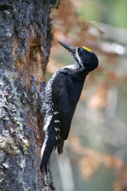 Black Backed Woodpecker