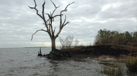The roots of a dead oak tree are all that holds the edge of this ancient Native American mound together.