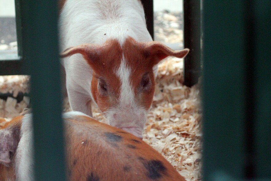 Piglet on display at the Indiana State Fair.