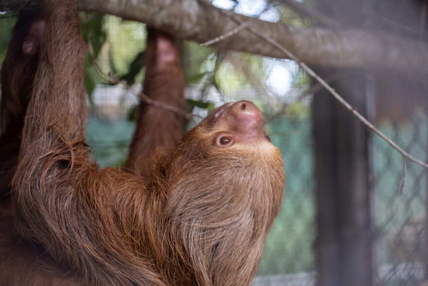A sloth climbs a branch at the Central Florida Zoo & Botanical Gardens. It’s one of 12 sloths now being cared for at the zoo, after they were caught in the wild in South America and brought to Central Florida for a now-canceled sloth exhibit.