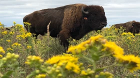 Bison grazing