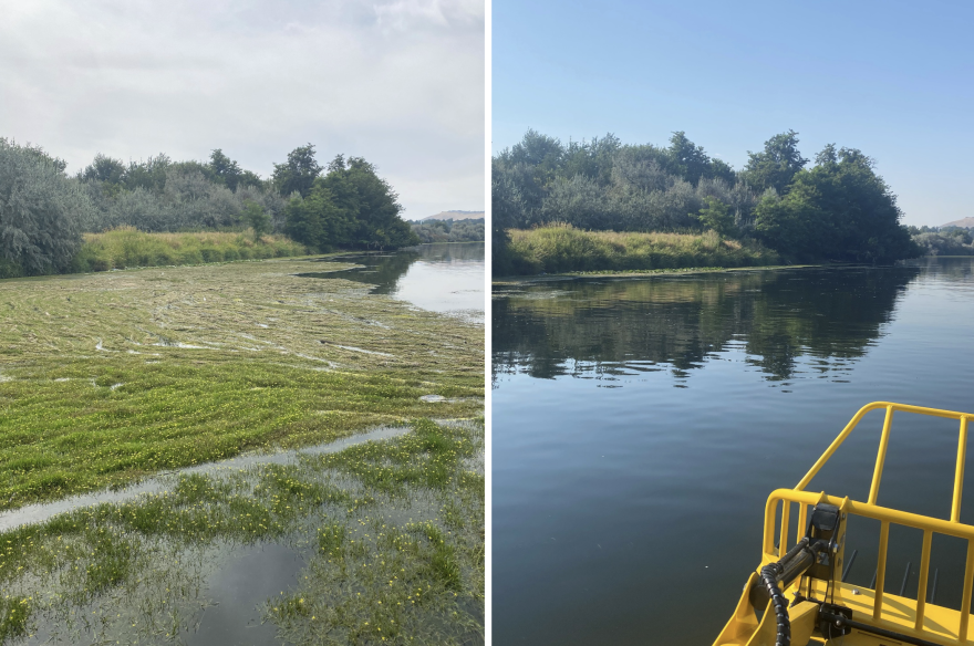 The Yakima River before and after crews cut water stargrass. Crews cut and harvested 15 river miles over 40 days this summer.