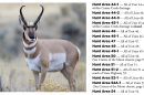 A screenshot from the Idaho Fish and Game Hunting hunting regulation booklet, showing a Pronghorn antelope with text next to it listing the seasons for different hunting areas