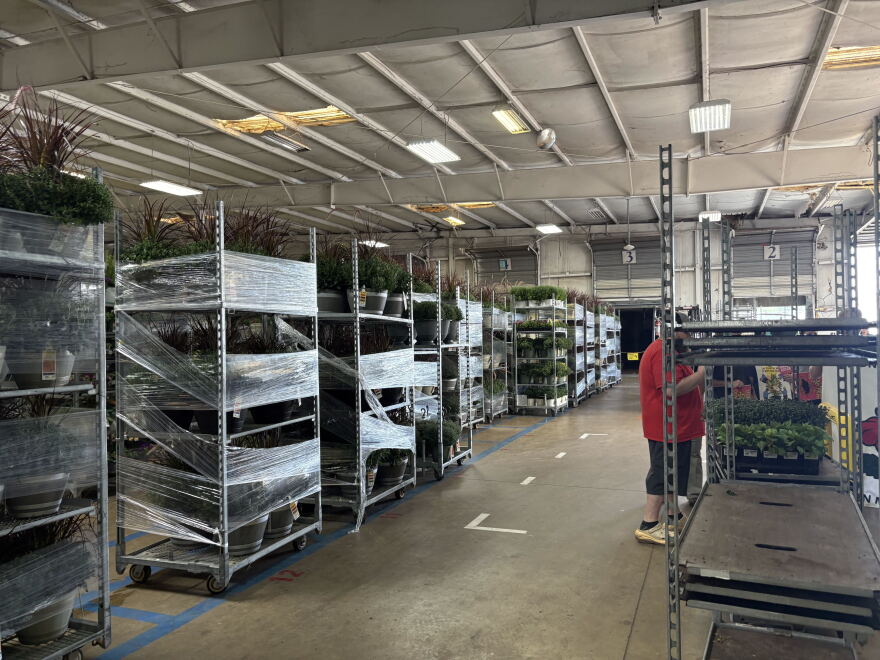 Inside the building, workers moved houseplants towards trucks for distribution and sale.