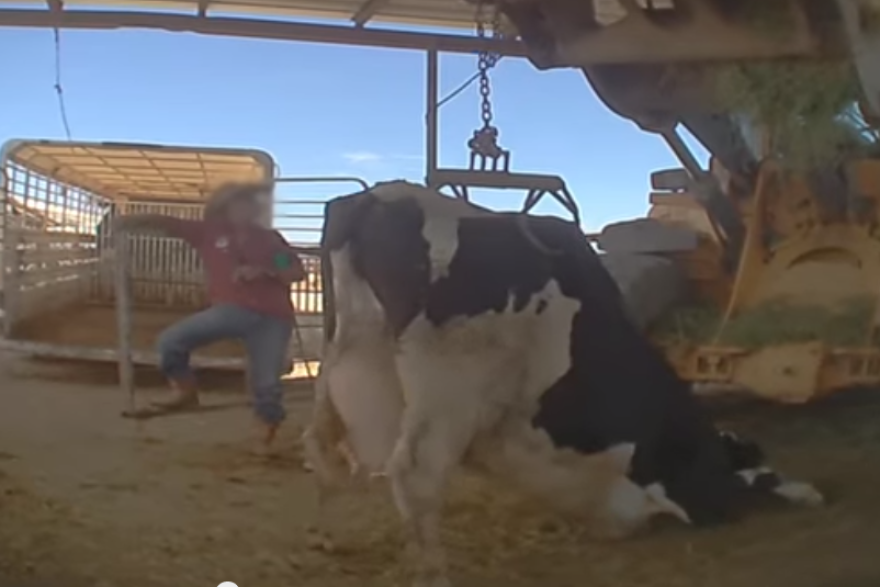 Dairy Workers Accused Of Animal Abuse Dairy Workers Accused Of Animal Abuse