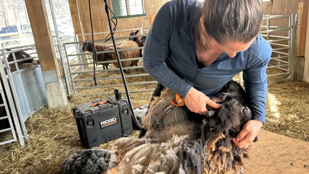 A woman in a barn holding a sheep against her body and shearing its neck