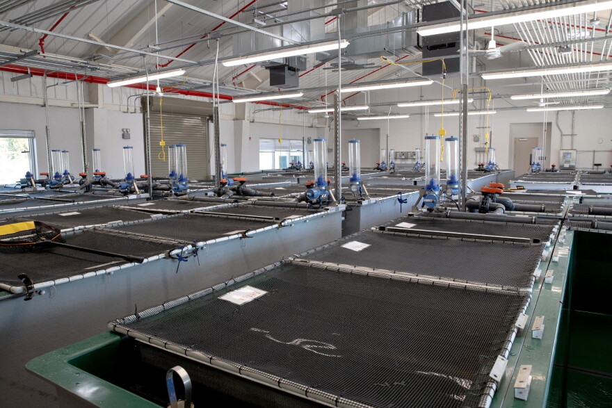 Early rearing tanks at the Salmon Conservation and Research Facility in Friant, Calif., on Sept. 23, 2026.
