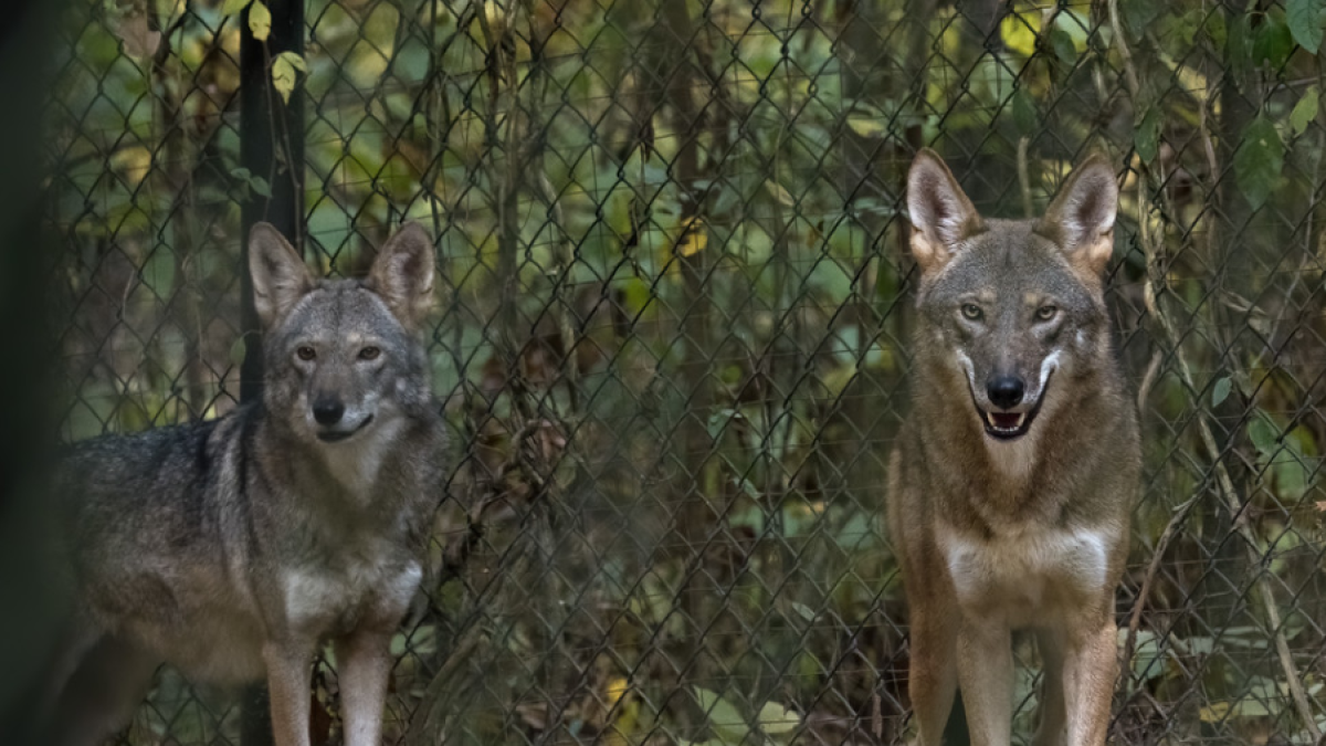 NC's critically endangered red wolf population is bouncing back