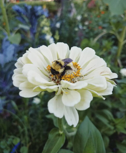 A bumble bee sits on a flower.