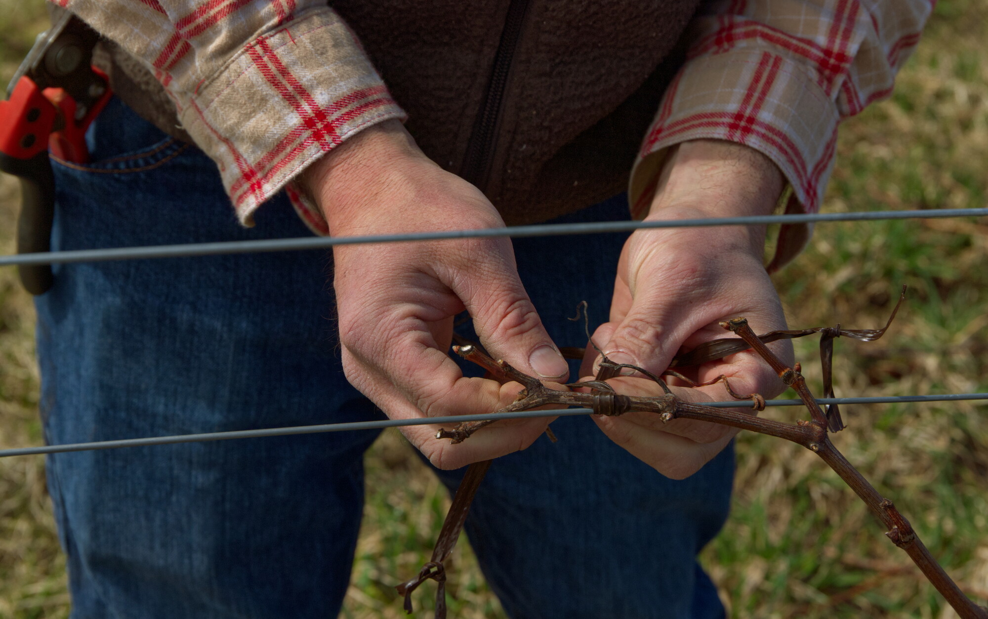 Northern Michigan vineyards adapt to climate change episode artwork