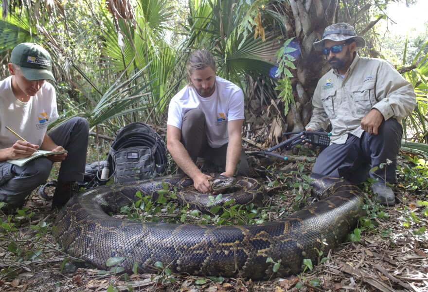  Conservancy of Southwest Florida wildlife biologist Ian Bartoszek, far right, with biologist Ian Easterling, middle, and intern Kyle Findley captured this 215-pound female Burmese python in the Picayune Strand State Forest in December using a scout python outfitted with a radio tracker to locate the snake.