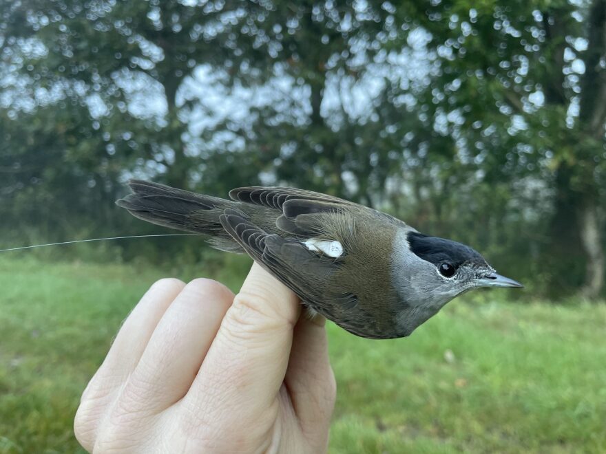 Eurasian Blackcap tagged with a Motus tracker.
