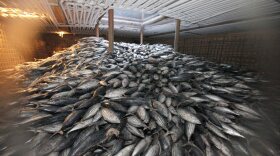 Frozen tuna in the hold of the Chinese ship "Heng Xing 1" in an area of international waters near the exclusive economic zone of Indonesia, 14 November 2012.