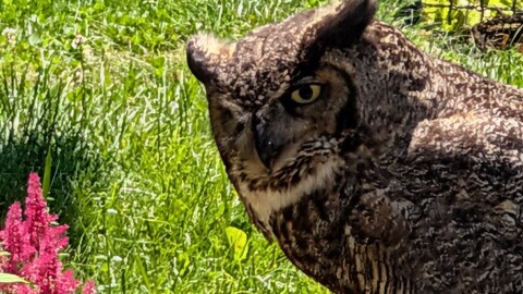 Great Horned Owl at bird bath in Eastham