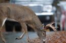 A white-tailed deer munching on leaves on a road side as cars approach.
