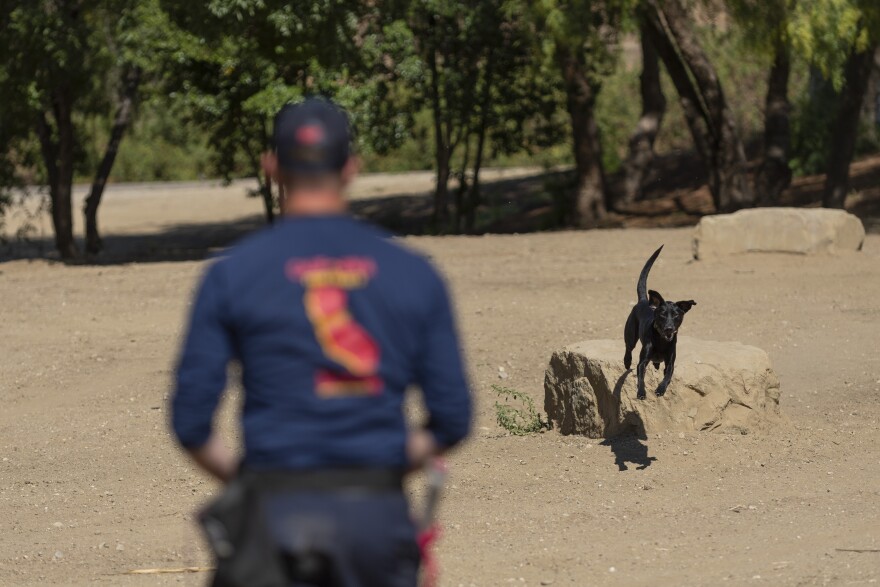 Sassafras and handler Phil Kleinheinz are among those deployed in Florida, who were trained by the Search Dog Foundation in Santa Paula
