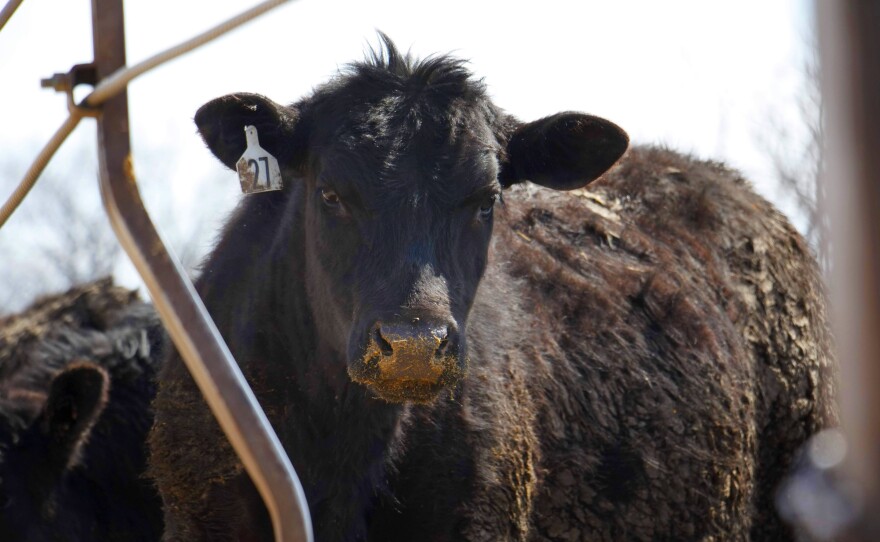 At Corrin Farms, near Neola, Iowa, the cattle aren't fed antibiotics to control liver abscesses.