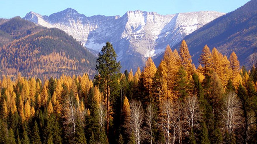Flathead National Forest.