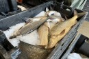 A bin of freshly-caught whitefish at Carlson's Fishery in Leland, Michigan. (credit: Dan Wanschura / Points North)