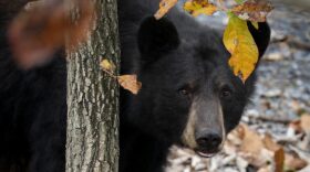 Black bears are accustomed to temperatures fluctuating in a Virginia winter and do not really hibernate.