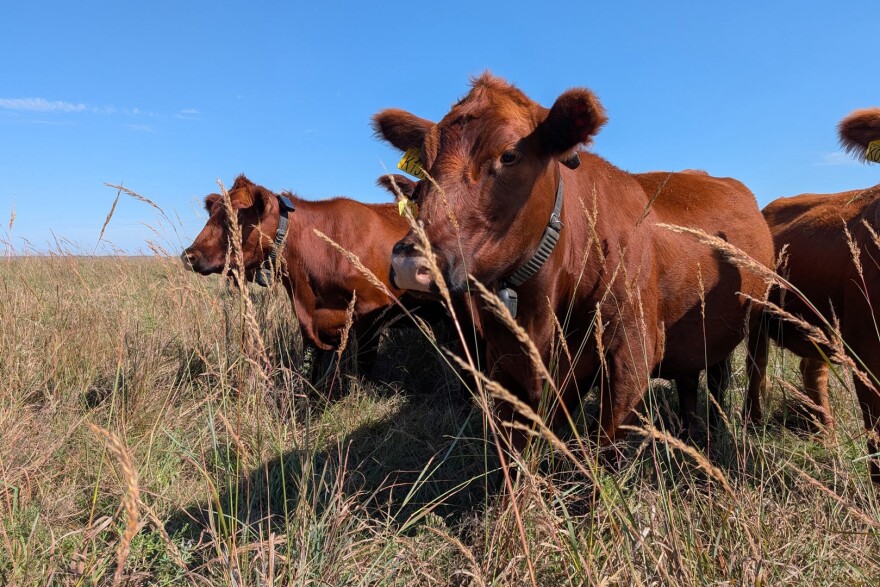 Red cows with collars stand in tall, golden grass.