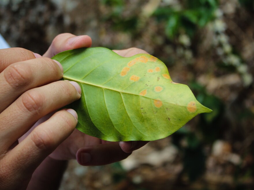 Orange spots on this coffee leaf are the signs of leaf rust.