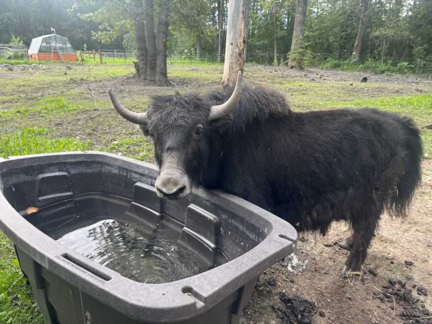 One of the Ockerman family's yaks takes a drink in the family's yard off Ye Old River Road in Butte on July 10, 2025.