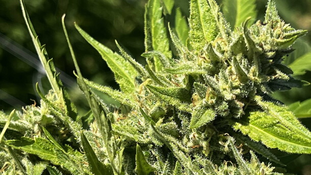 A cannabis plant from High Maintenance Farms in Socorro, whose owner, Matt Kennicott, is also the executive Director of the Cannabis Association of New Mexico. Kennicott said dozens of retailers had contacted him Friday experiencing technical issues during the rollout of the new state-mandated tracking system, issues that are costing them tens of thousands of dollars.