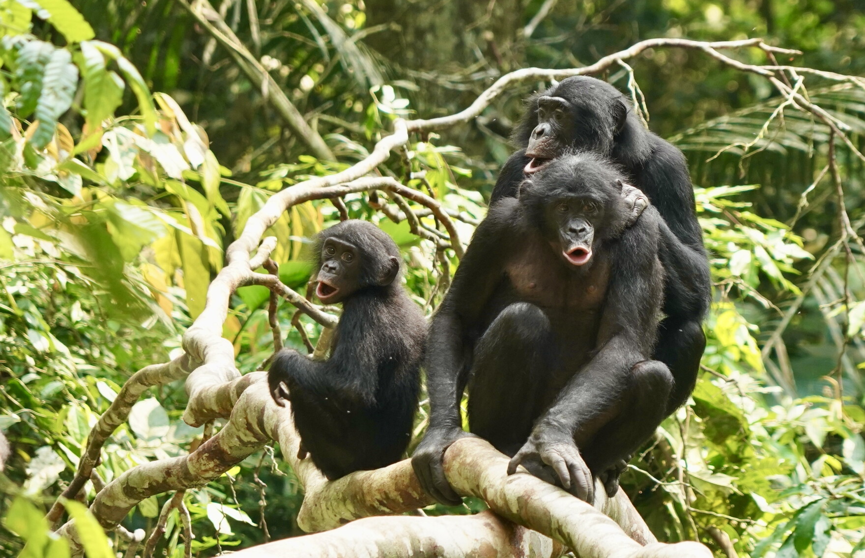 Bonobos Fesse Rouges Unlike chimps, bonobos offer hope that maybe we can all get along ...