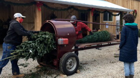 Workers bind up Christmas trees at the Twin H Tree Farms in Bloomington.