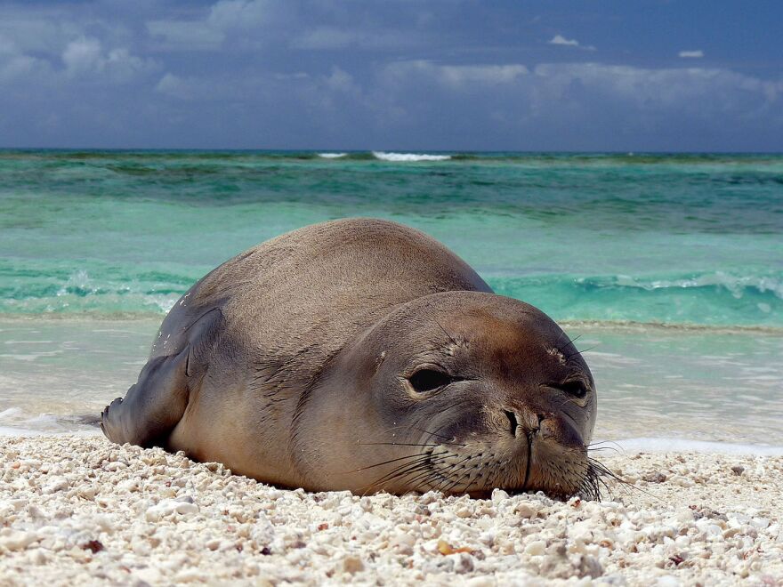 hawaiian_monk_seal.jpg