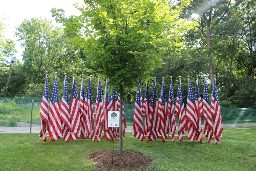 The newly planted Liberty Tree at the Connie Link Amphitheatre.