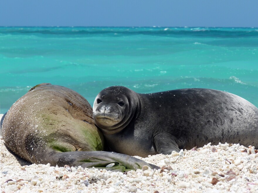 East Island is a critical habitat and breeding ground for endangered monk seals. Scientists estimate one monk seal mother and pup remained on the island when the storm struck.