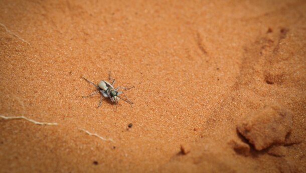 A tiny sliver of southern Utah is the only place to find the Coral Pink Sand Dunes tiger beetle, seen here May 3, 2026. So as climate change and recreation threaten its fragile habitat, it has nowhere else to go.