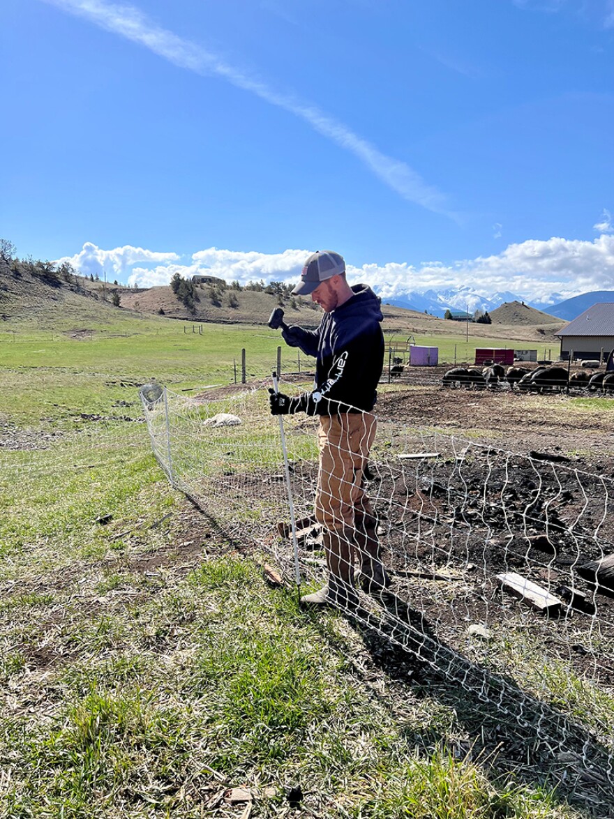 Tim Anthony putting up poultry netting for the laying hens at Black Dog Farm