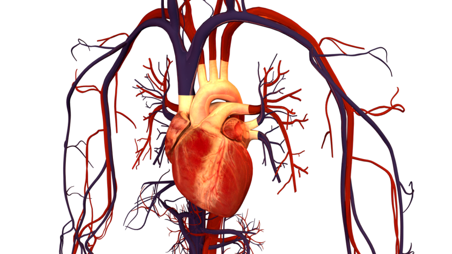 Illustration of human heart and circulation.