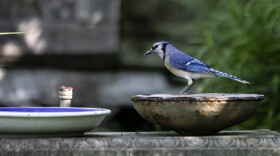 A blue jay.