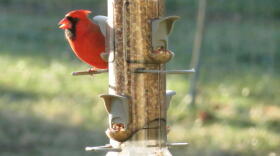 A cardinal at a bird feeder, 2020.