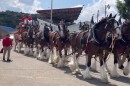 Clydesdales are led down a street