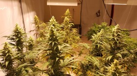 Indoor cannabis grow facilities use high amounts of energy and water. Illinois aims to cut that use by requiring its growers meet strict energy efficiency standards.