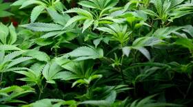 Clones of marijuana plants grow in the nursery at a cultivation plant in Kansas City.