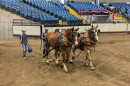 Competitors at the Missouri State Fair draft horse pull enter Mathewson Exhibition Center on Wednesday, Aug. 19.