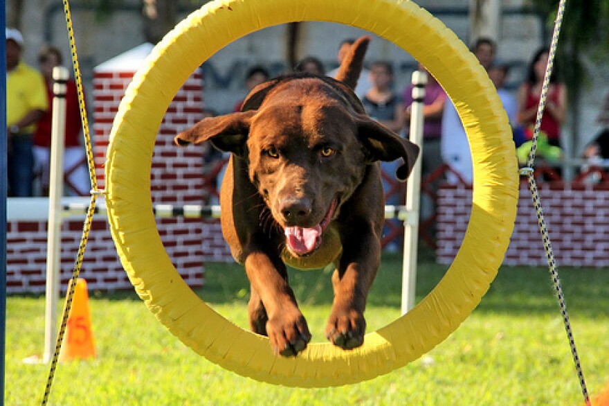 You can train a dog, but what about its owner?