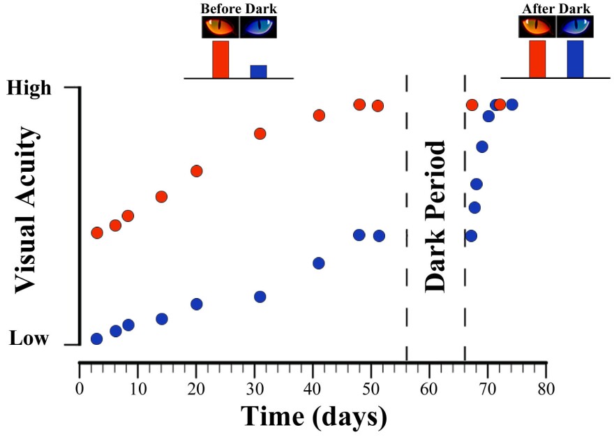 An eye deprived of normal visual experience (blue dots) can attain visual acuity comparable to a normal eye (red dots) after 10 days of darkness.