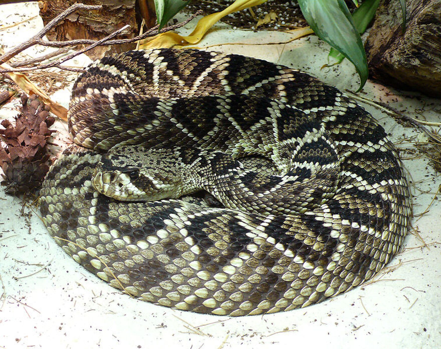 rattlesnake